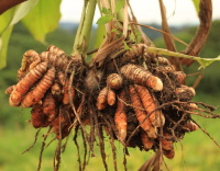 Curcuma