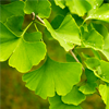 Extrakt z Ginkgo biloba - ArtiZynt Sloučenina