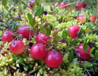 Mirtillo rosso
