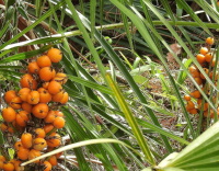 Saw Palmetto