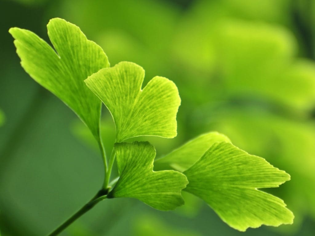 ginkgo