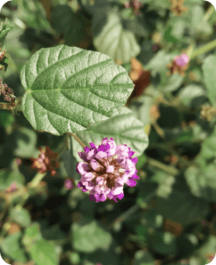 ingredient