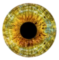 eye