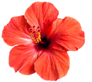 Hibiska ziedu ekstrakts