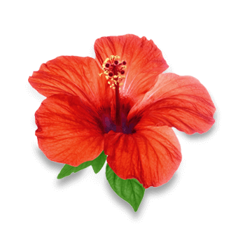 Hibiscus flower powder