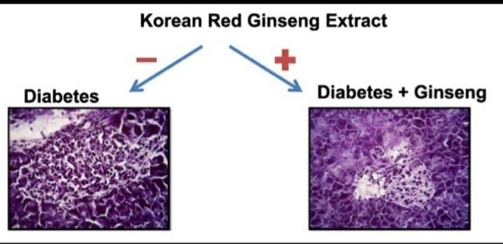 ผลลัพธ์จากโสมเกาหลี