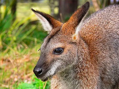 Im ZOO in Warschau wurde das kleine Känguru Lila geboren