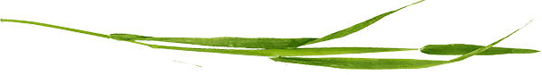 Separator sekcji
