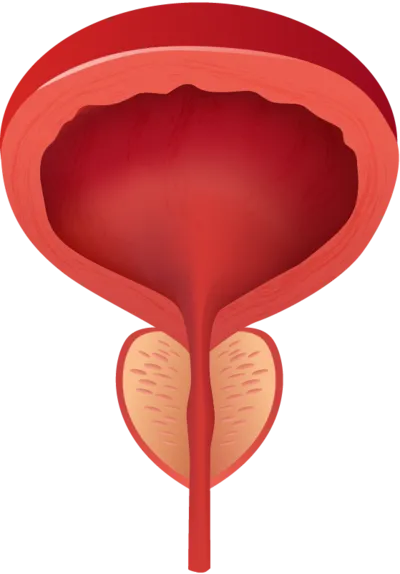 bladder