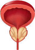 image bladder