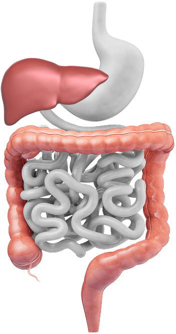 tratto gastrointestinale