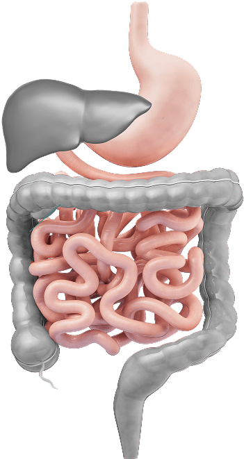 tratto gastrointestinale