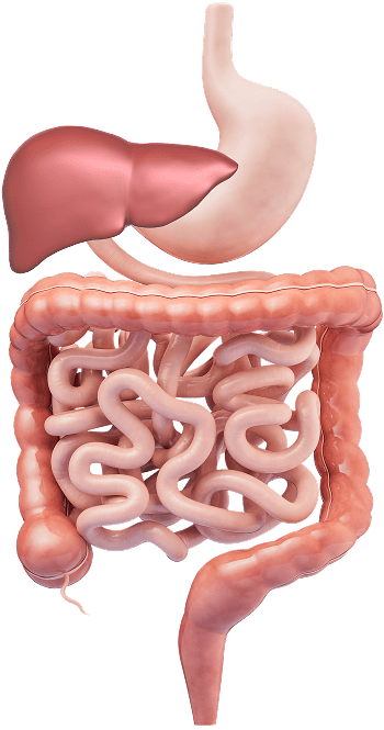 tratto gastrointestinale