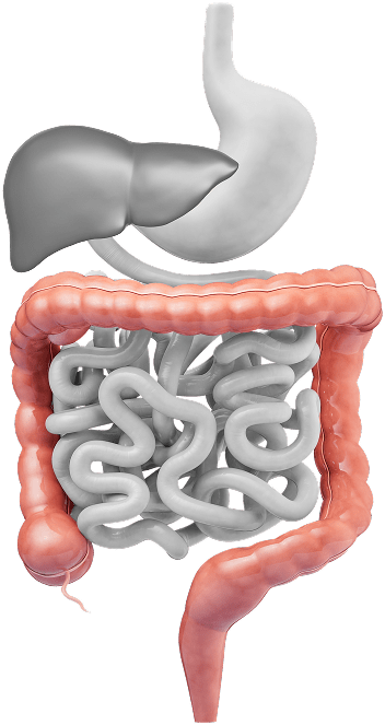 tratto gastrointestinale