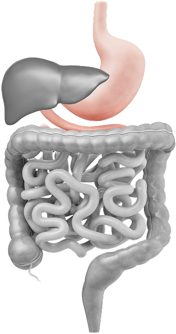 tratto gastrointestinale
