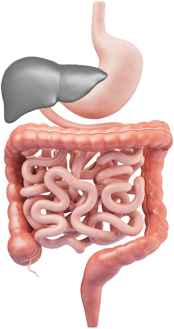tratto gastrointestinale