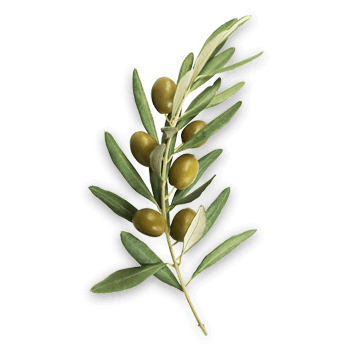 Estratto di foglie di olivo