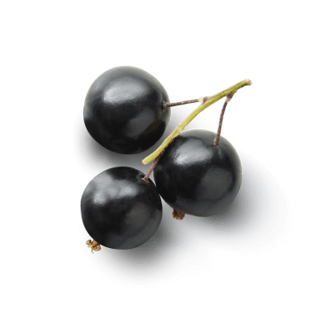 Schwarze Johannisbeere (Extrakt)
