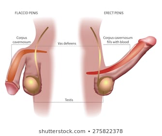 erection-male-sex-organ-penis-260nw-275822378