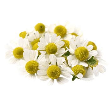 Estratto di biancospino