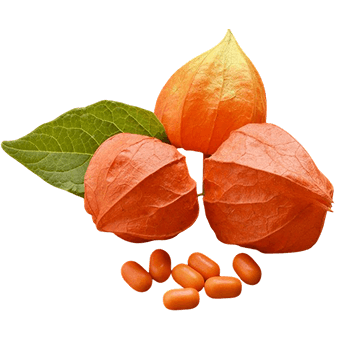 Estratto di frutti di ribes nero