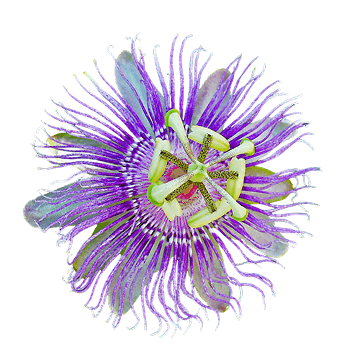 Polvere di fiori d'ibisco