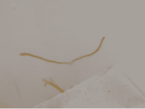 комментарийИзображение